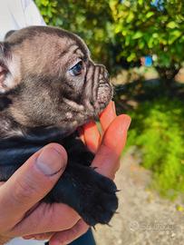Bulldog francese