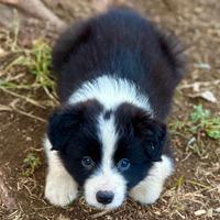 Un border collie può cambiarti la vita in meglio