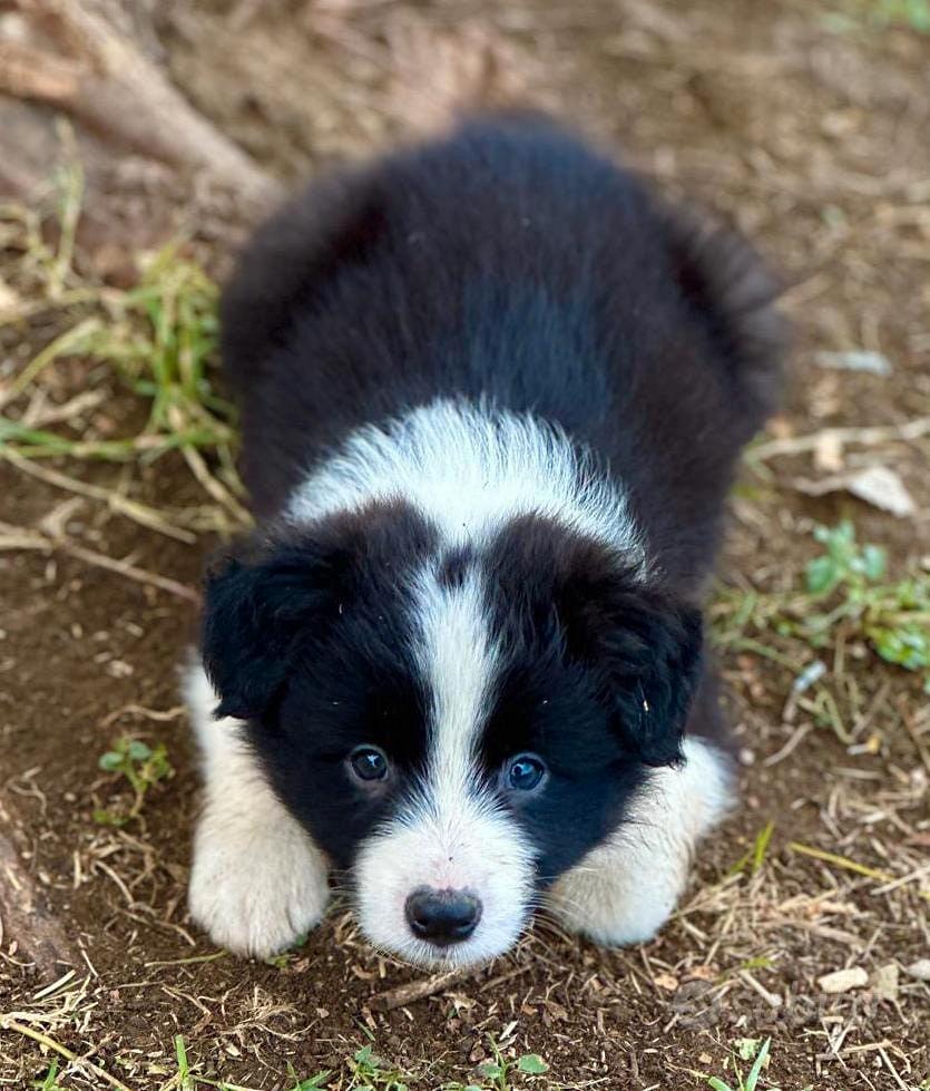 Un border collie può cambiarti la vita in meglio - Animali In vendita a  Forlì-Cesena