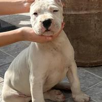 Cuccioli di dogo argentino