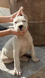 Cuccioli di dogo argentino