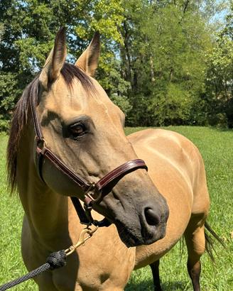 Quarter horse