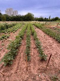 Terreno di 140 m² a Verona