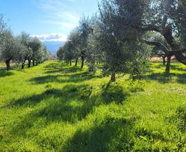 Terreno con rustico e serra