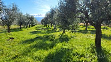 Terreno con rustico e serra