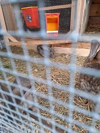 Conigli giganti fiandre