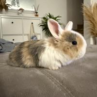 Conigli nani mini toy ariete