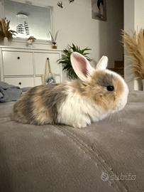 Conigli nani mini toy ariete