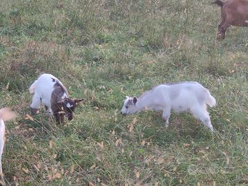 Coppia capre nane tibetane