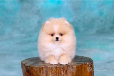 Spitz Di Pomerania Mini