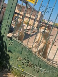 Coppia maschio e femmina razza akita grande