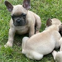Cuccioli bulldog francesi fulvo beige solo maschi