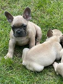 Cuccioli bulldog francesi fulvo beige solo maschi