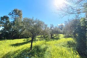 Terreno con pozzo, ulivi e piante da frutto