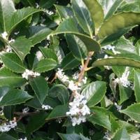 Piante Osmantus Aquifolium Armatus Olea