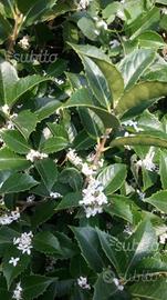 Piante Osmantus Aquifolium Armatus Olea