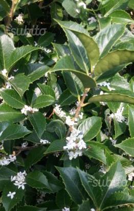 Piante Osmantus Aquifolium Armatus Olea
