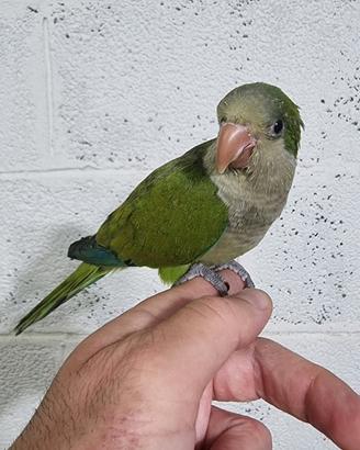 Pullo di parrocchetto monaco