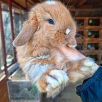 Cuccioli coniglio minilop