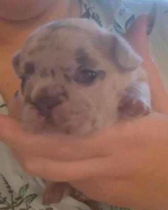 Bulldog esotici