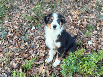 Cuccioli di pastore australiano