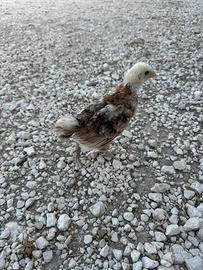 Pulcini Ameraucana Dorata Frumento