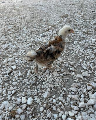Pulcini Ameraucana Dorata Frumento