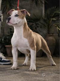 Pitbull pedigree