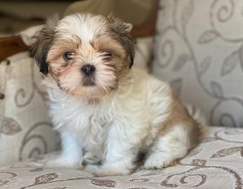 Cucciola Shitzu femmina ( Shih Tzu Nube)