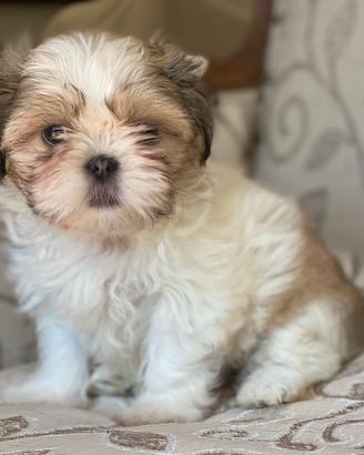 Cucciola Shitzu femmina ( Shih Tzu Nube)