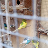 Pappagallini Cocorita Parrocchetto Ondulato Pappag