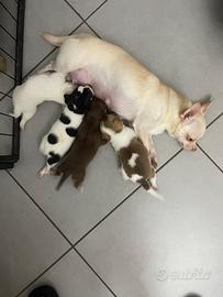Chihuahua