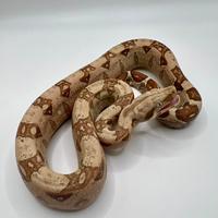 Boa albino T+ VPI het Snow