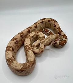 Boa albino T+ VPI het Snow