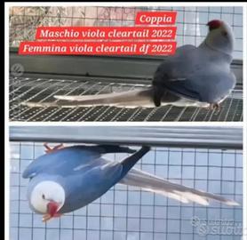 Parrocchetto dal collare viola cleartail