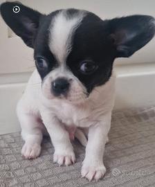 Cucciolo di Chihuahua Maschio