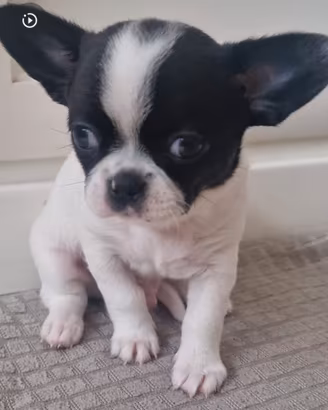 Cucciolo di Chihuahua Maschio
