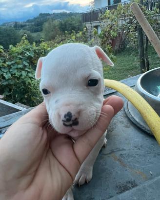Pitbull UKC maschio
