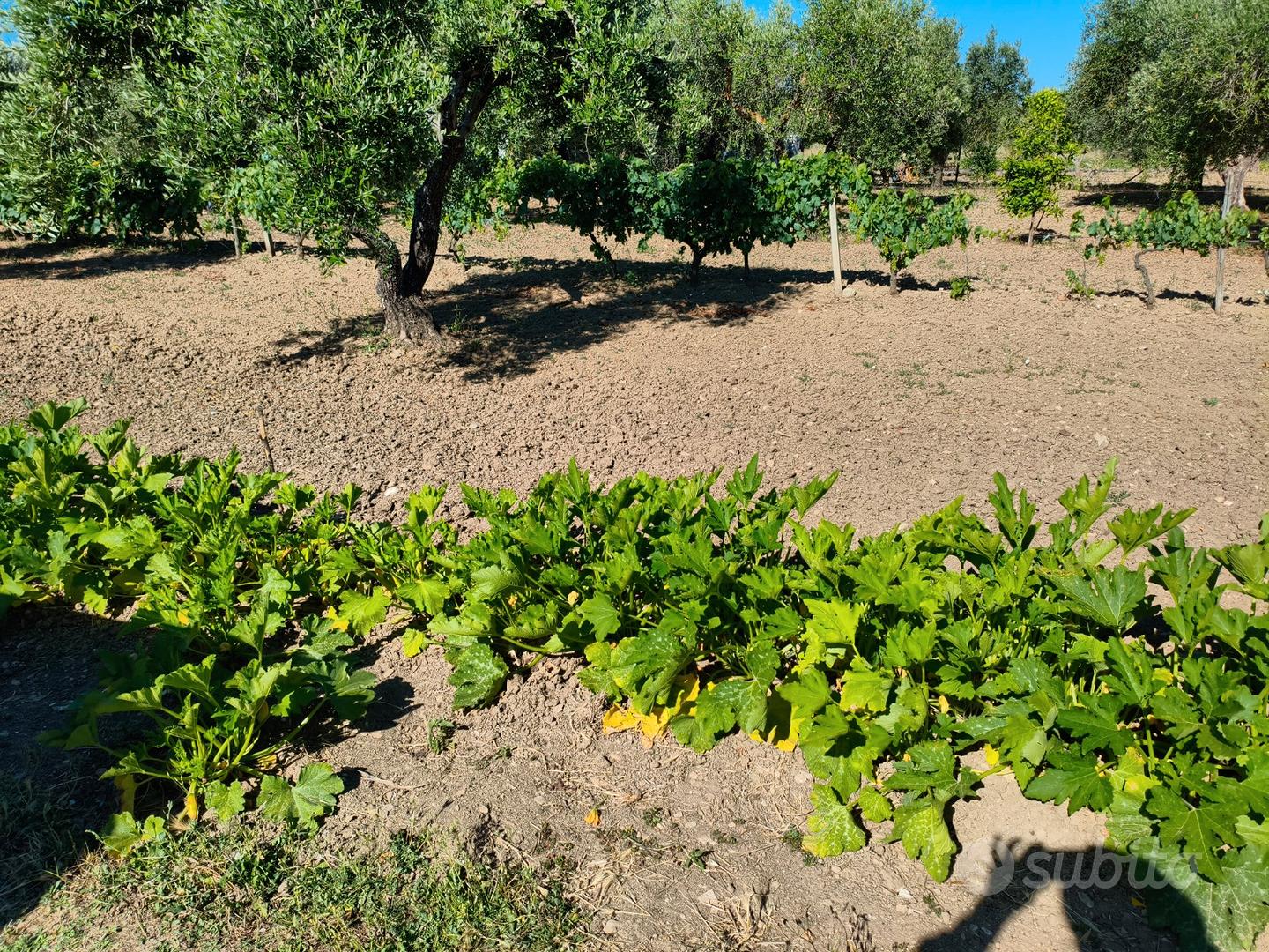 Terreno agricolo - Altro