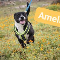 Amelie, 8 mesi, tg media