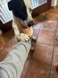 Cagnolone maschio (fleck)