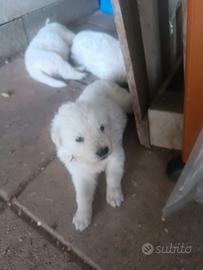 Cuccioli di pastore abruzzese