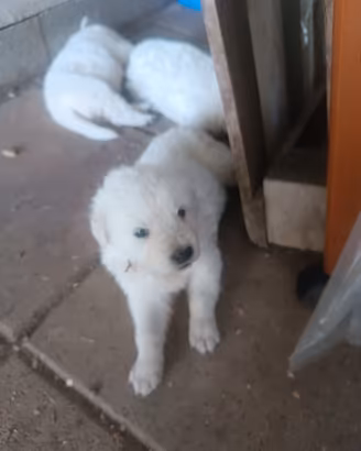 Cuccioli di pastore abruzzese