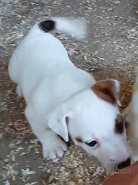 Jack Russell