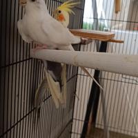 Coppia affiatata di calopsitte + eventuale voliera