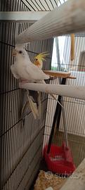 Coppia affiatata di calopsitte + eventuale voliera