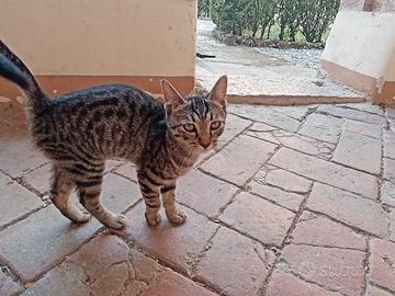 Regaliamo gattini