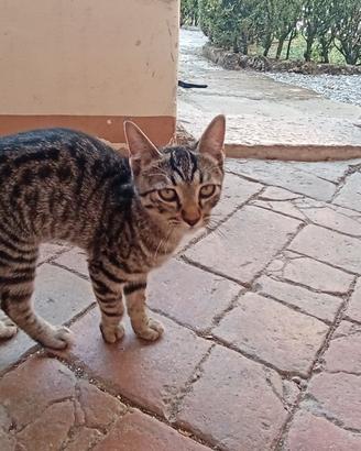 Regaliamo gattini
