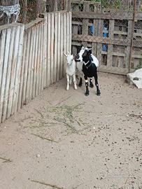 capra tibetana con figlia