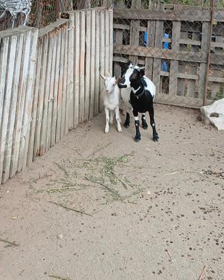 capra tibetana con figlia